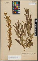 Foto von Salix triandra L. x Salix viminalis L.